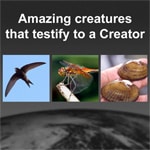 Amazing creatures that testify to a Creator